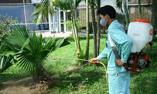 Tăng cường phòng chống dịch do virus Chikungunya