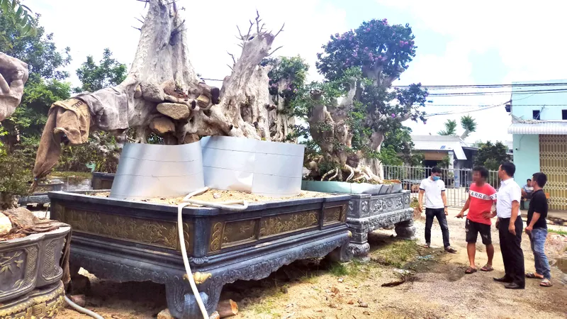 Mua bán cây rừng cổ thụ dọc quốc lộ 1A, đoạn qua huyện Phù Cát, tỉnh Bình Định. Ảnh: NGỌC OAI