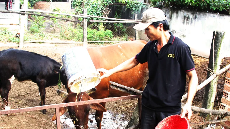 Anh Lê Đình Luận (bố của Lân) chăm sóc hai con bò để lo tiền ăn học cho con trai ở TPHCM