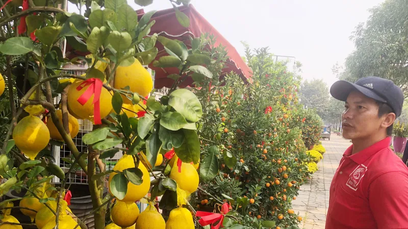 Nhân viên vườn kiểng Minh Tân (đường Mai Chí Thọ, quận 2, TPHCM) đang cắt tỉa cây bưởi Diễn. Ảnh: THANH HẢI