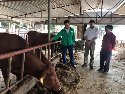 Hà Tĩnh: Hơn 500 con gia súc bị nhiễm bệnh viêm da nổi cục