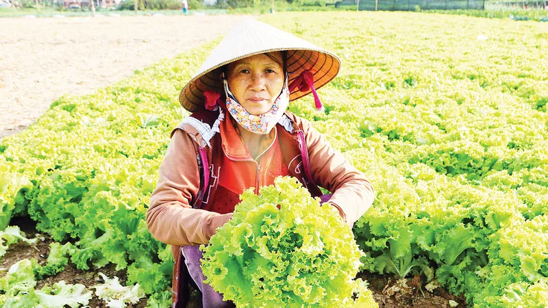 Người trồng rau ở xã Nghĩa Dũng (TP Quảng Ngãi) cắt bỏ rau xà lách quá lứa. Ảnh: NGUYỄN TRANG