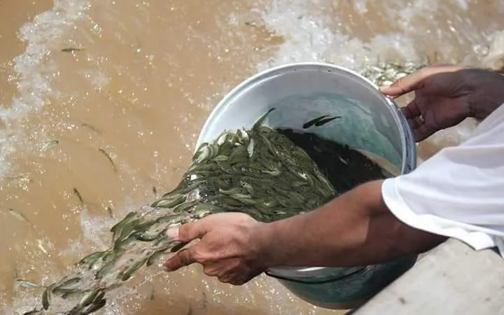 Thả 41.000 con cá giống vào sông Hương