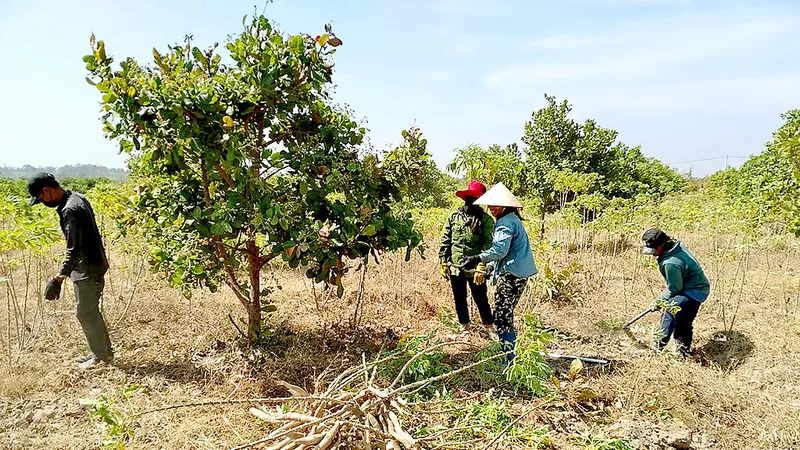  Nông dân xã Ia Mơ, huyện Chư Prông, tỉnh Gia Lai thu hoạch mì