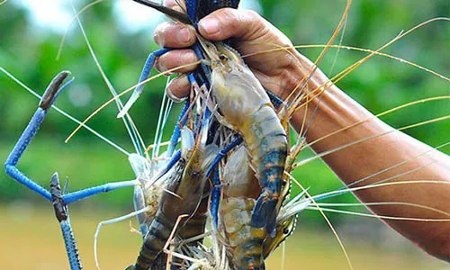 Nhiều triển vọng nuôi tôm càng xanh trên vùng đất đá ong 