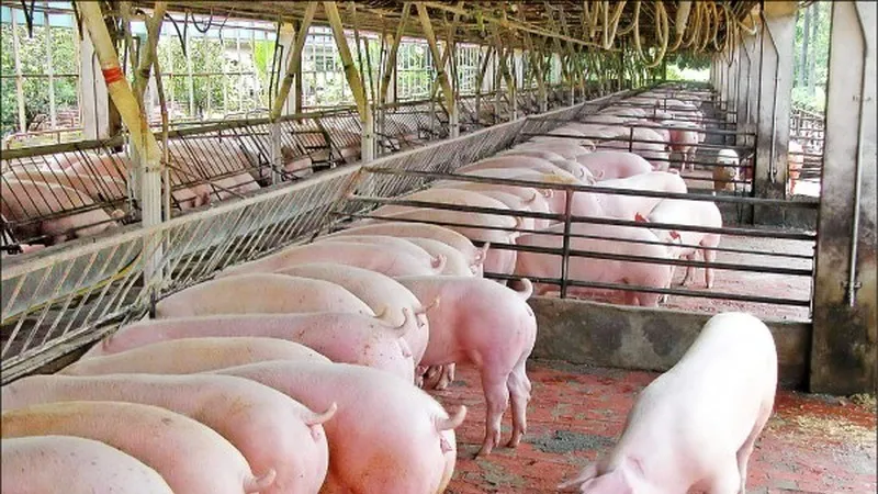 Tăng đàn heo có sức đề kháng với dịch tả