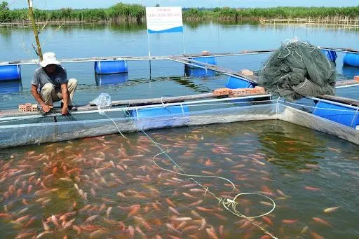 Đồng Nai: Giá thức ăn chăn nuôi tăng, người nuôi cá lao đao