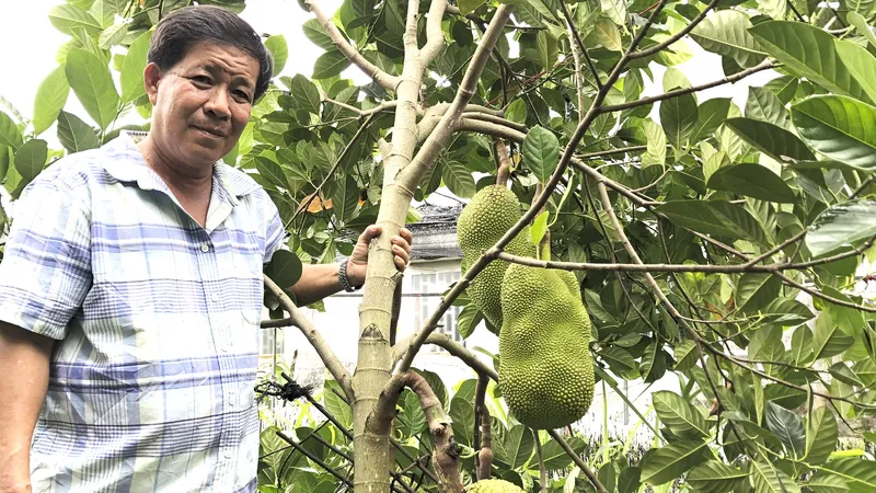 Ông Nguyễn Thanh Sơn và giống mít nghệ Thanh Sơn đã trở thành thương hiệu được nhiều người biết đến