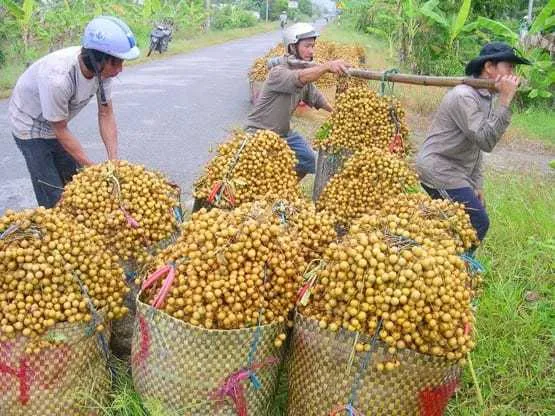 Hỗ trợ người dân tiêu thụ nông sản