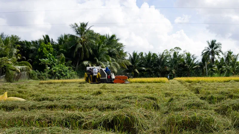 Hậu Giang đẩy nhanh tiến độ thu hoạch lúa hè thu