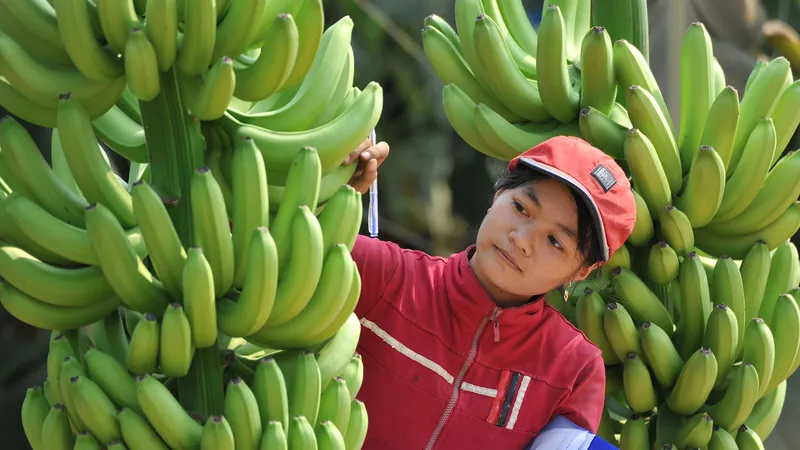 Những phụ phẩm từ cây chuối được Công ty TNHH Huy Long An dùng làm thức ăn thô xanh cho bò