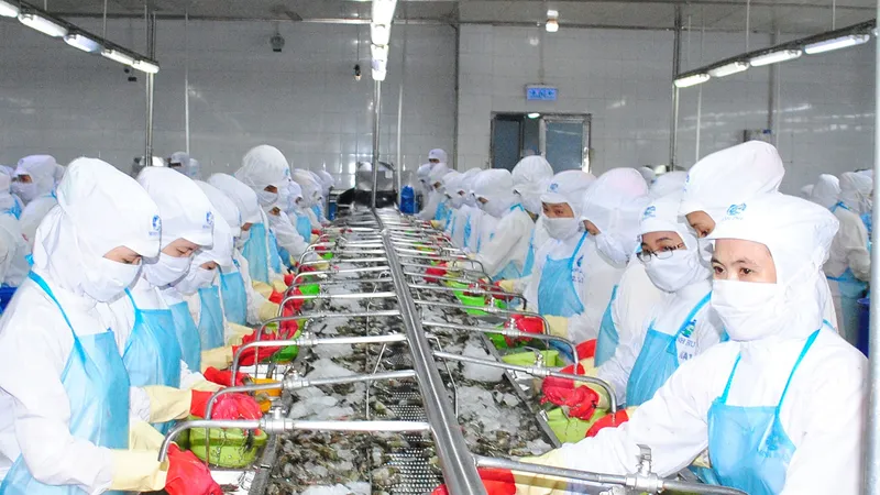 Cà Mau dẫn đầu cả nước về xuất khẩu tôm với kim ngạch hơn 1 tỷ USD mỗi năm