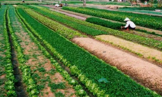 Giảm gần 2.000ha đất sản xuất nông nghiệp