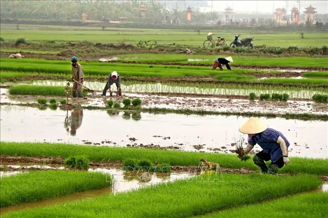 Vụ đông xuân 2021-2022 có nhiều bất lợi