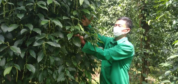 Đi lên nhờ trồng tiêu sạch