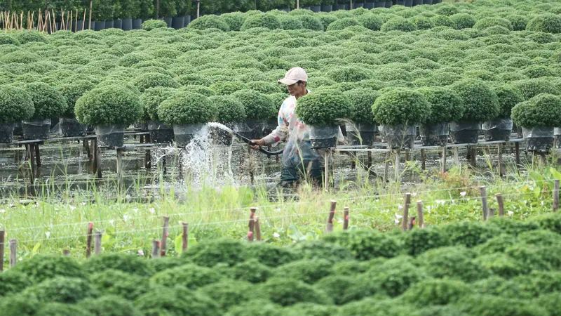 Nông dân làng hoa Sa Đéc (Đồng Tháp) chăm sóc cúc mâm xôi phục vụ thị trường tết 2022 Ảnh: QUỐC AN