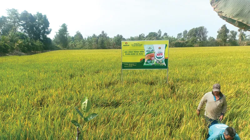 Phân bón Cà Mau hoàn chỉnh bộ sản phẩm NPK một hạt