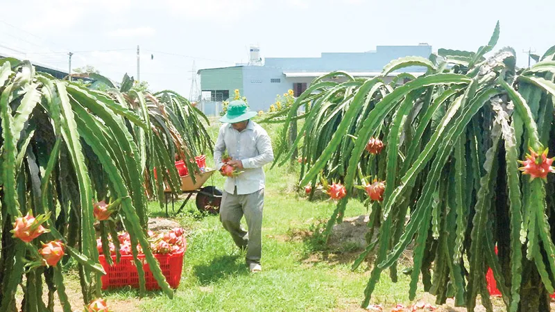 Giá thanh long xuống thấp, nông dân tỉnh Bình Thuận đang gặp rất nhiều khó khăn. Ảnh: NGUYỄN TIẾN 
