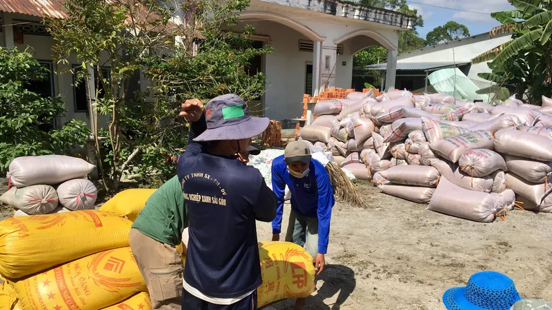 Nông dân ĐBSCL thu hoạch lúa để bán cho thương lái 
