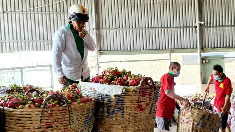 Thu hoạch thanh long bán cho thương lái tại tỉnh Long An. Ảnh: NGỌC PHÚC
