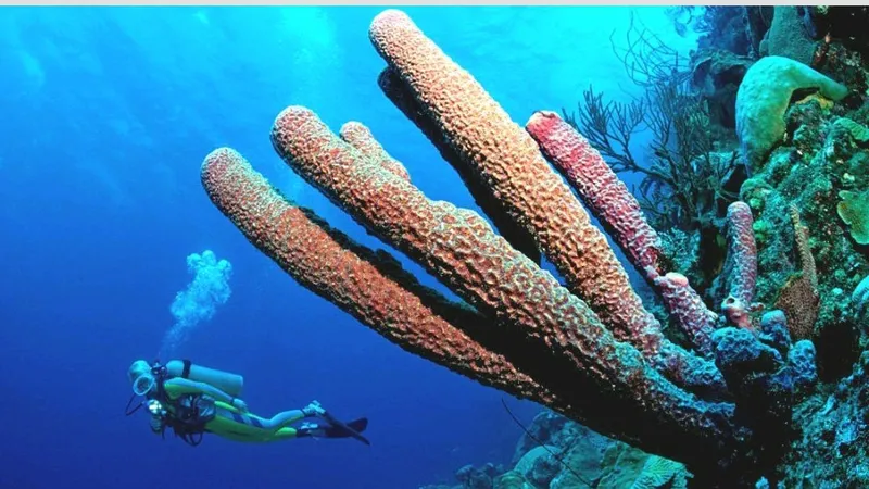 Một trong số các rạn san hô ở khu vực Caribbean