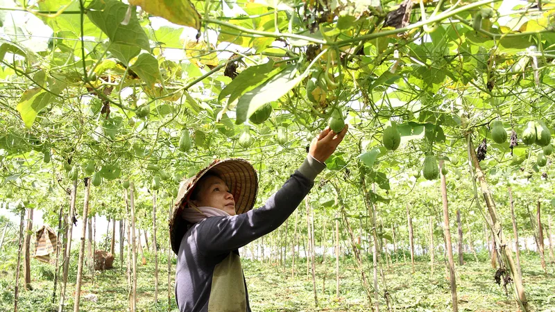 Một mô hình su su hữu cơ tại Đắk Lắk