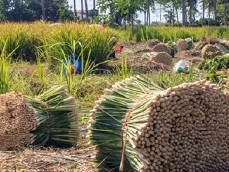 Huyện cù lao Tân Phú Đông (Tiền Giang): Trồng sả cho hiệu quả kinh tế cao 