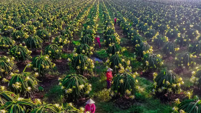 Tỉa hoa cây thanh long trên cánh đồng lớn ở TP Long Khánh. Ảnh: VĂN HỢP
