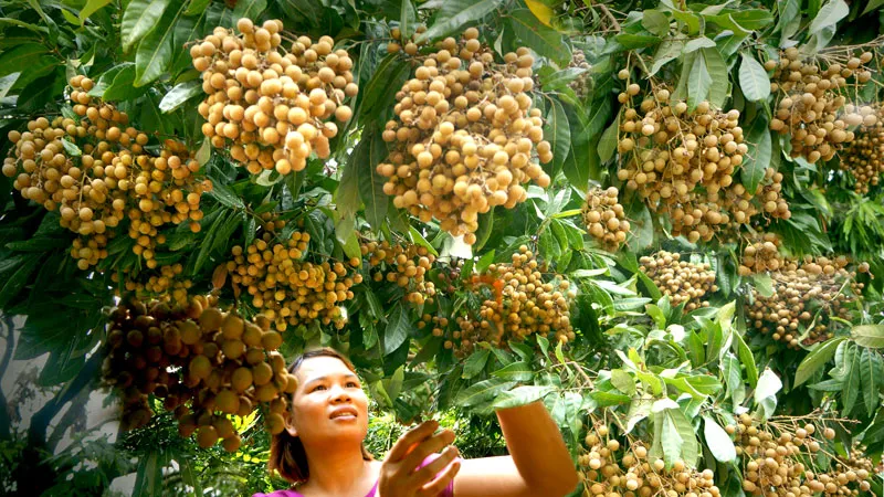 Kết nối chuỗi giá trị sản xuất và tiêu thụ nông sản