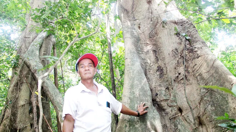 Cây gáo đại thụ hàng trăm năm tuổi trong Rú Cấm được dân làng Hương Long (thị xã Đức Phổ, Quảng Ngãi) truyền đời gìn giữ