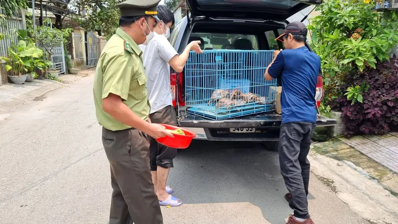 Giải cứu 5 cá thể rùa quý hiếm nuôi nhốt trái phép trong nhà dân ở TP Huế