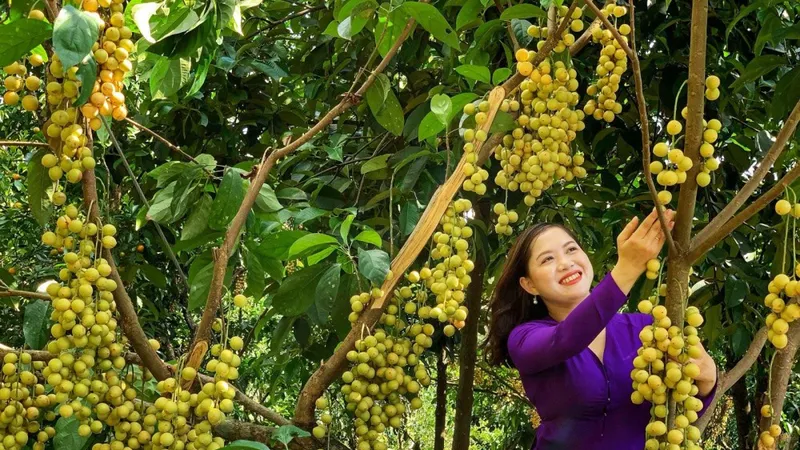 Tham quan vườn trái cây là trải nghiệm đáng nhớ