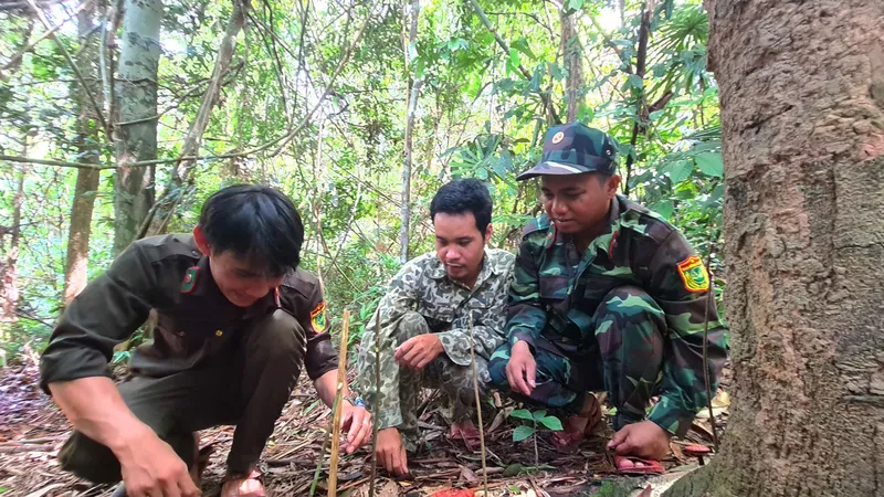 Hai cây nấm lim xanh bên thân cây lim đã mục được tổ tuần tra Vườn quốc gia Sông Thanh đánh dấu. Ảnh: NGUYỄN CƯỜNG