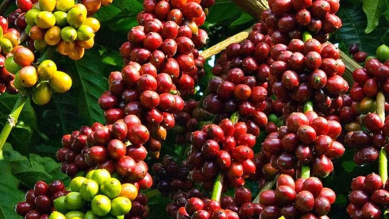 Triển lãm cà phê quy mô lớn tại TPHCM
