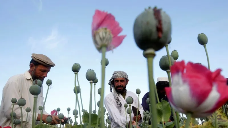 Nông dân làm việc tại một cánh đồng anh túc ở tỉnh Jalalabad, Afghanistan. Ảnh: REUTERS