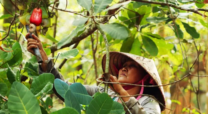Mất dần diện tích trồng điều