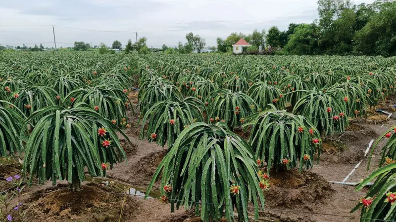Theo người dân, giá thanh long 8.000-10.000 đồng/kg hiện nay, người trồng vẫn có lời
