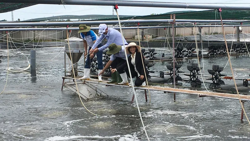  Diện tích nuôi tôm ứng dụng công nghệ cao tại Bến Tre đã tăng thêm 493ha. Ảnh: HOÀNG TRUNG