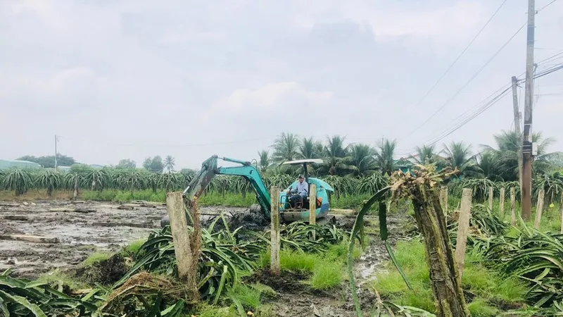 Phá bỏ hàng ngàn hécta cây thanh long do nhiễm bệnh nặng