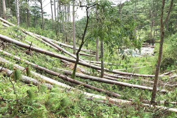 Đắk Nông đề xuất xử lý doanh nghiệp để mất rừng