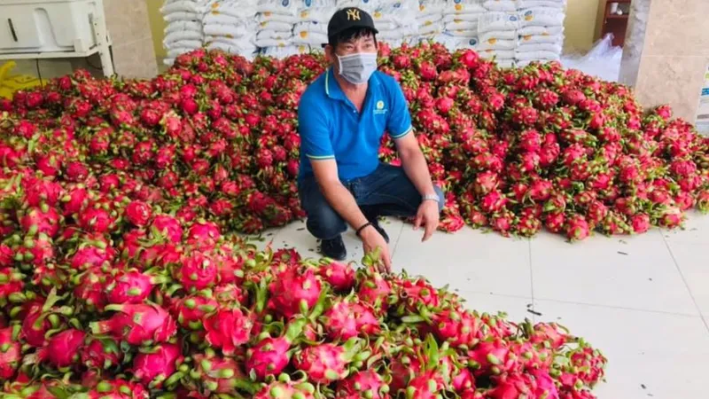 Giá thanh long từ 20.000 - 22.000 đồng/kg