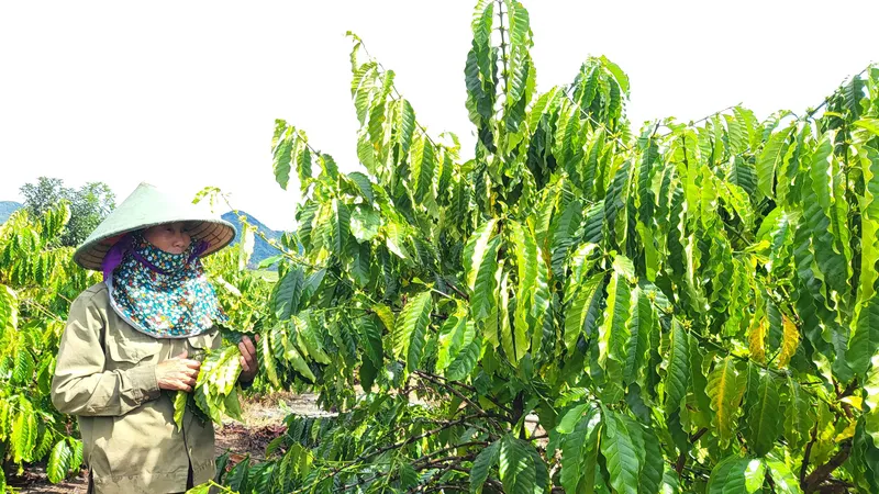 Nhờ áp dụng giống chất lượng cao và khoa học kỹ thuật trong chăm sóc, vườn cà phê của bà Trần Thị Đềm (xã Đắk Mar) xanh tốt