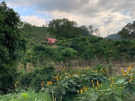 Phản hồi loạt bài Long đong sổ đỏ: Chi nhánh VPĐKĐĐ huyện Bảo Lâm (Lâm Đồng) thừa nhận chậm trễ