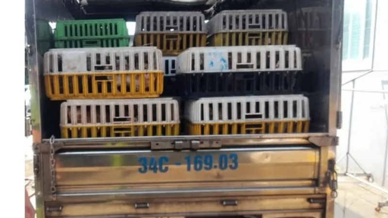 Lực lượng chức năng phát hiện thêm 480 con mèo còn sống. Ảnh: CACC