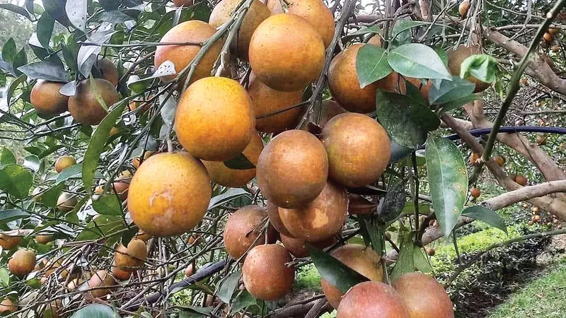 Cam sành ở Hà Giang đang chín rộ