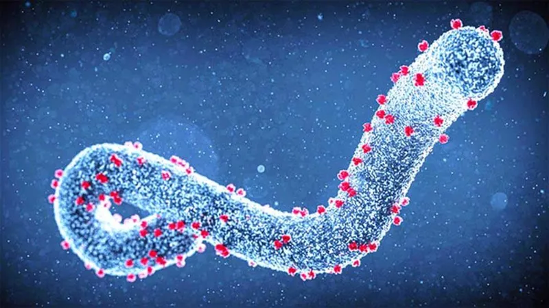 Dịch bệnh do virus Marburg rất nguy hiểm nhưng khó lây lan