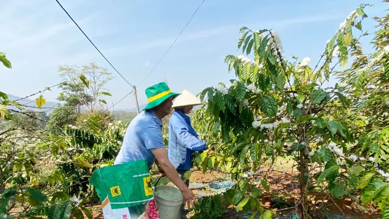 Lễ hội cà phê Buôn Ma Thuột lần 8-2023: Tây Nguyên là quê hương mới của cà phê vối