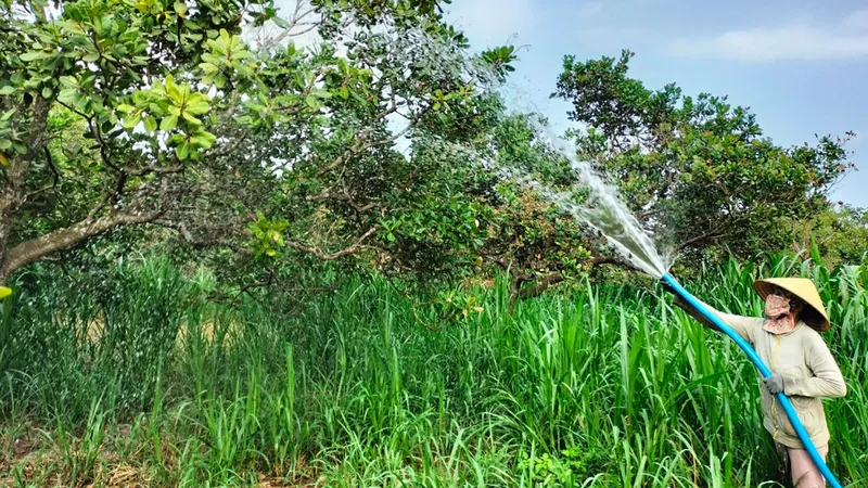 Người dân xã Xuân Thọ, huyện Xuân Lộc phải khoan giếng lấy nước tưới cho cây trồng