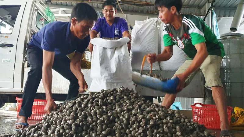 Vận chuyển sò huyết tới chợ đầu mối Bình Điền (TPHCM) ngay trong đêm để kịp tiêu thụ