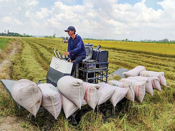 Tạo sức bật cánh đồng lúa lớn - Bài 2: Cánh đồng lớn nhỏ dần